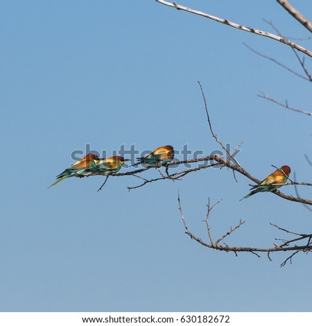 European Roller, Coracias garrulus, colorful bird