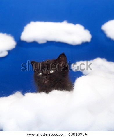 cute black kitten sitting amongst white fluffy clouds on blue sky background