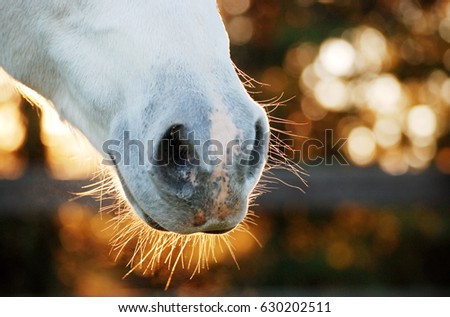 Horse nose background with bokeh Royalty-Free Stock Photo #630202511