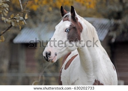 Horse profile. Horse portrait Royalty-Free Stock Photo #630202733