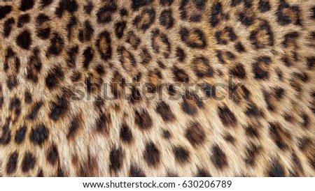 Beautiful leopard fur blowing on the wind, luxury abstract natural texture, close up macro shot of animal hair.