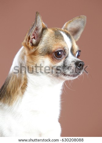 Chihuahua dog portrait in studio with brown background
