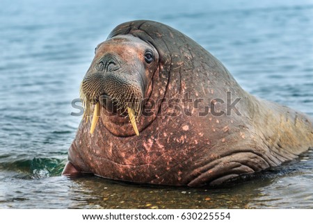 Walrus ( Odobenus rosmarus )