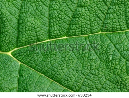 Background Leaf
