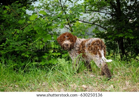 Portrait of Lagotto Romagnolo truffle dog in outdoors.