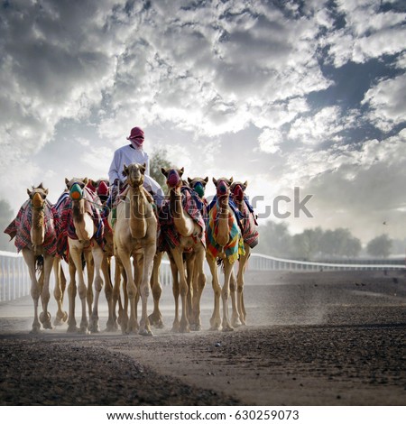 camel rider with camels in Dubai desert sand dunes, United Arab Emirates,  concept for wildlife, holiday, environment advertorial ads, magazine, brochure cover,