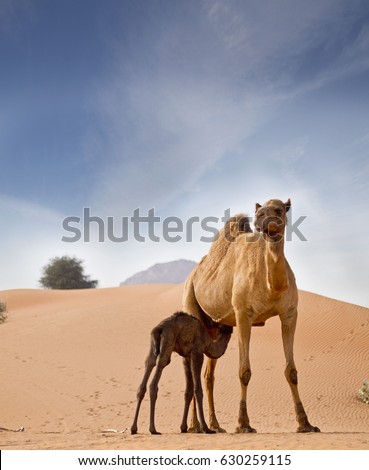 a camel feeding baby Camels in United Arab Emirates desert sand dunes desert, ,  concept for wildlife, holiday, environment advertorial ads.