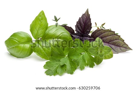 Fresh herb leaves variety isolated on white background. Purple dark opal basil, sweet basil, oregano, thyme,  parsley.