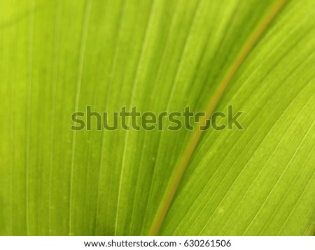 Closeup nature view of green leaf in garden. Natural green plants landscape. Natural background and wallpaper.