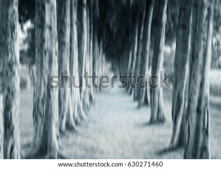 Blurred pine trees in black and white