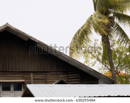 COLOR PHOTO OF COCONUT TREE AND TOP OF HOUSE IN WINDY WEATHER