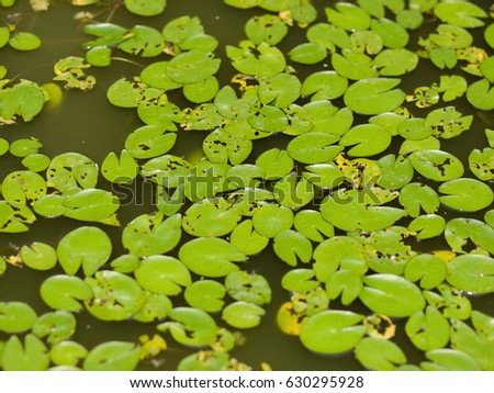 COLOR PHOTO OF LILY PADS IN STILL WATER
