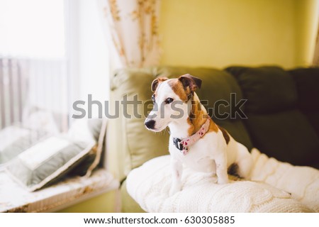 small dog breed Jack Russell Terrier with black eye in the house