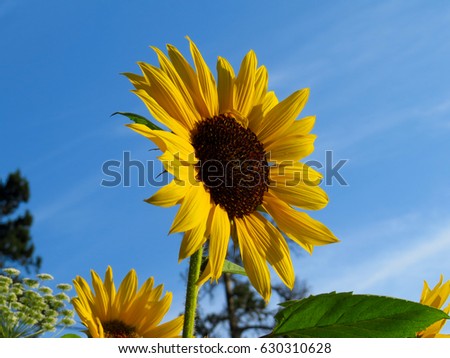 Blooming sunflower at sri lanka