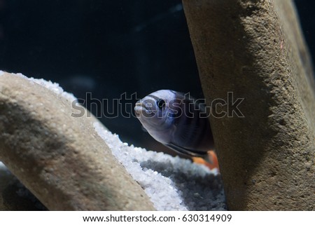 African fish swimming in an aquarium on a black background