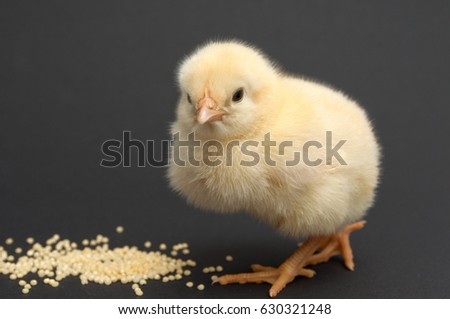 yellow chick. isolated on black background