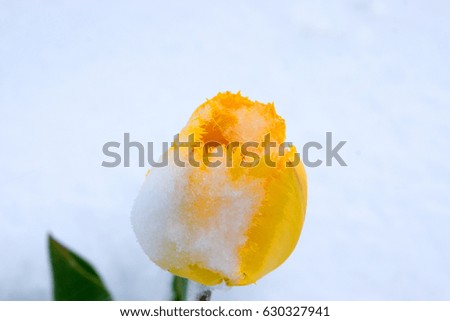Tulip yellow in the snow, on a white background of snow