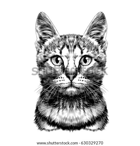 cat spotted striped head symmetrical sketch vector graphics black and white drawing