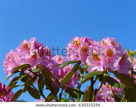 Beautiful tropical rhododendron flowers. Nice blooming plants in botanical garden. Various petal colors of laurel