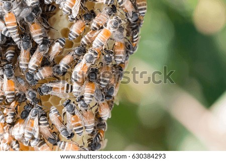 hardworking bees on honeycomb in forest,wild bee on honeycomb