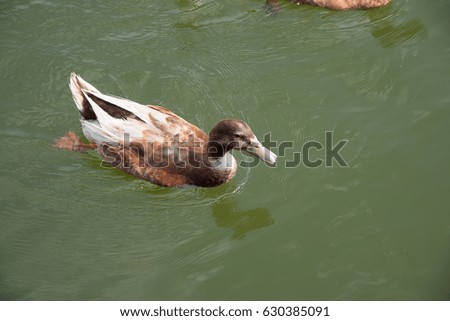 Brown duck swimming in the lake