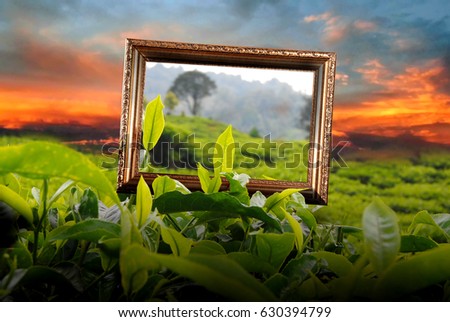 A picture frame above the tea plant leaves with a sunset atmosphere blue and orange sky clouds
