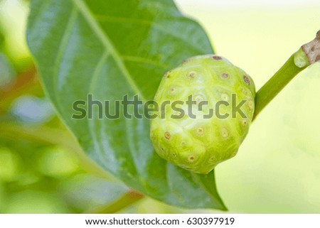 Noni live on trees Against the backdrop of nature