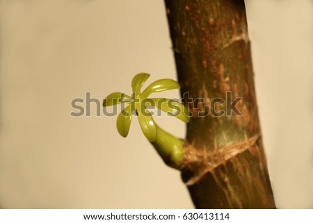 Macro picture of fresh green leaf bud coming out of tiny branch of Indoor plant