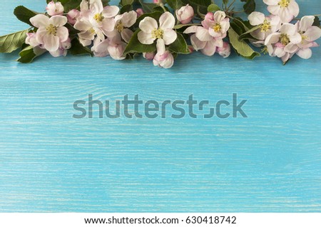 Apple blossoms on a blue wooden background. Apple tree branch in bloom. Flowers at border of image with copy space for text. Top view.