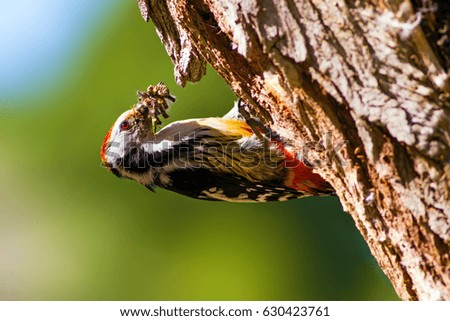 Cute Woodpecker on tree. Green forest background.
