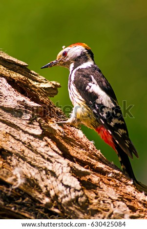 Cute Woodpecker on tree. Green forest background.
