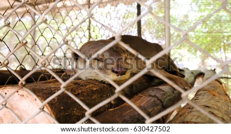 Smooth-coated otter sleeping in a cage 