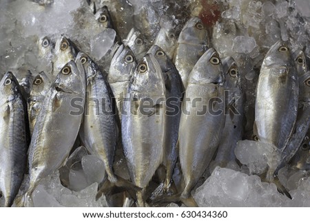 mackerel

