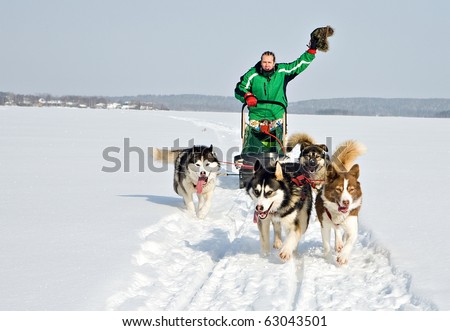 man in dog sledding travel across snow field