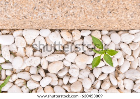 White pebble texture with green plant