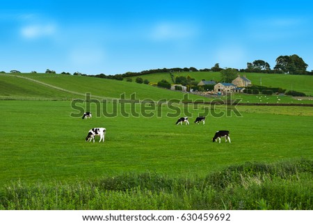 Black and white Cows on a green field in UK Royalty-Free Stock Photo #630459692