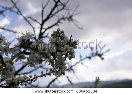 Spring white blooming tree. Slovakia