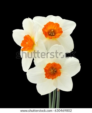 Bouquet of three daffodils isolated on black background