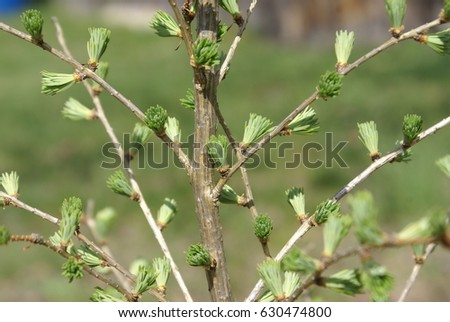 The wood - larch. Half-dissolved buds in the spring. Horizontal photo