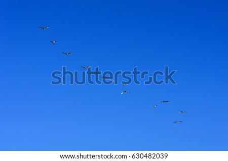 A flock of white swans in the blue sky.
