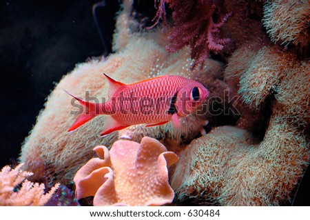 Big Scale Soldierfish
(Myripristis berndti)