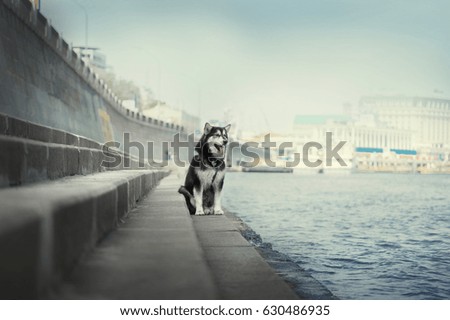 Big dog sitting on the waterfront