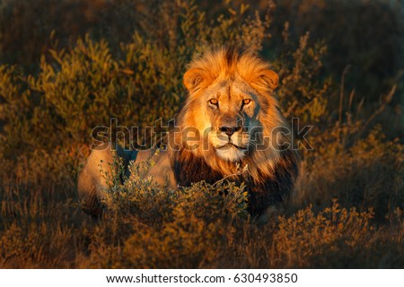 Lion(Panthera leo) Royalty-Free Stock Photo #630493850
