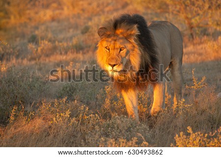 Lion (Panthera leo) Royalty-Free Stock Photo #630493862