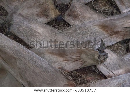 A closeup view of a rough palm tree trunk texture for backgrounds
