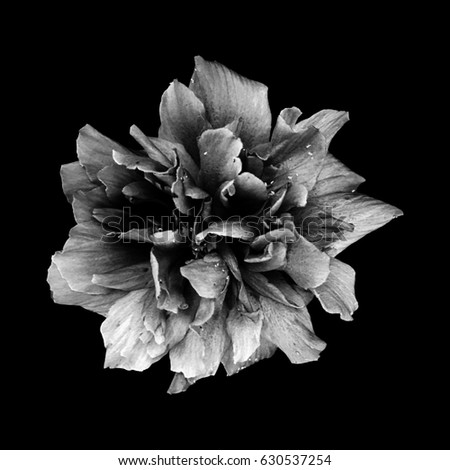 Black and white photo of rose bloom on black background
