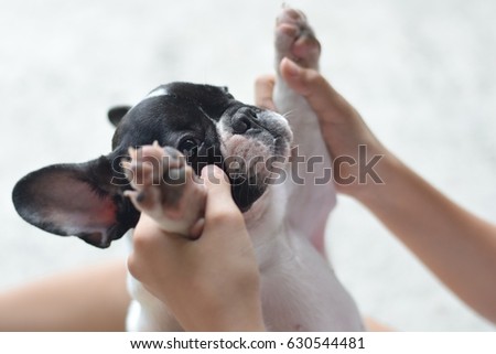 french bulldog puppy dog playing with a girl