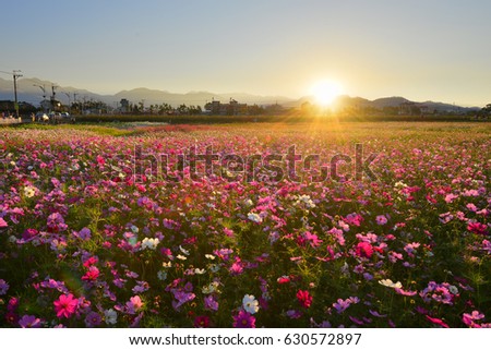 Cosmos flower field with blue sky in the sunny morning.