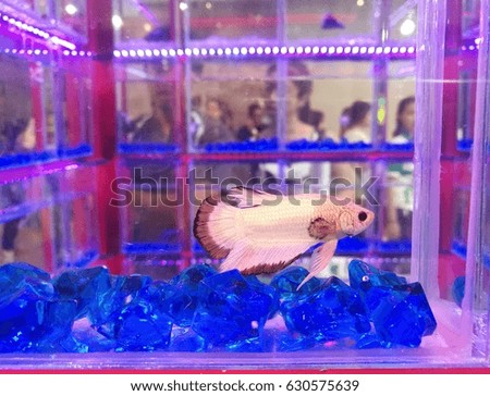 Fighting fish in thailand