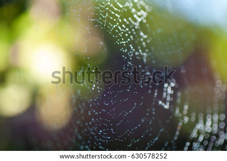 Cobweb in forest soft focus